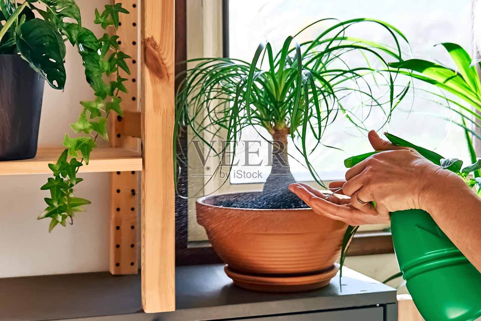 喷洒肯西亚和博卡尼亚室内植物的女人的手。在供暖季节，在家里给热带植物的叶子补水。家中绿意盎然。环保的生活。爱护植物，爱好。照片摄影图片