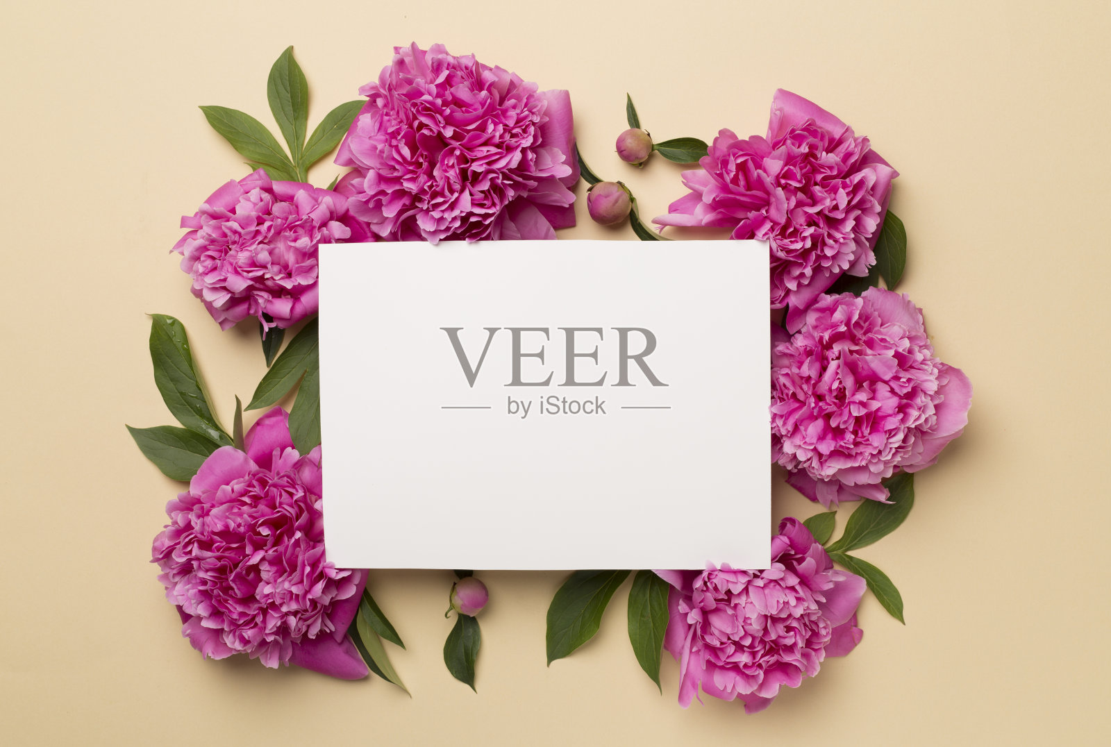 贺卡模型与牡丹花的颜色背景，俯视图照片摄影图片