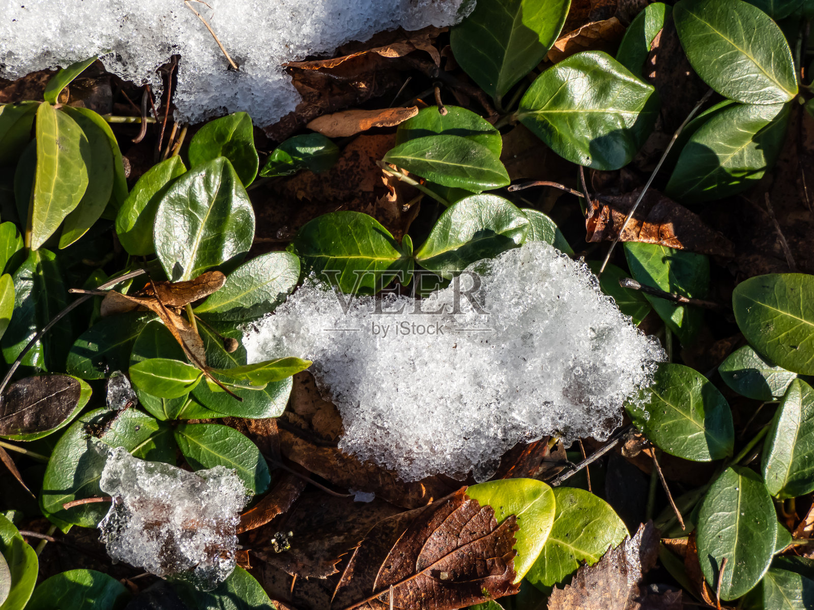 美丽，有光泽的深绿色叶子和诱人的乳白色常绿小长春花(小长春花)在春天被雪包围生长的“金盏花”照片摄影图片
