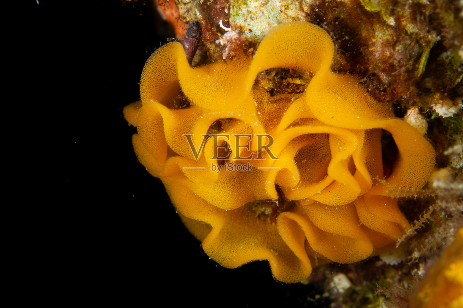 花的下一代照片摄影图片