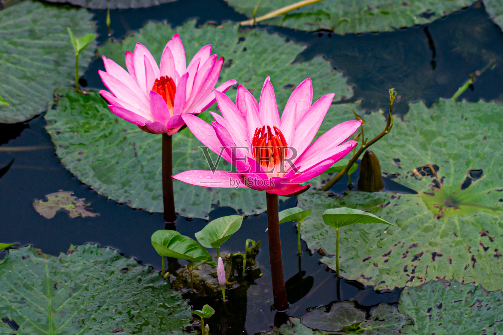 莲花照片摄影图片