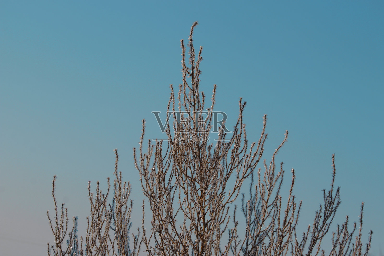 这种植物的细枝上覆盖着冰晶照片摄影图片