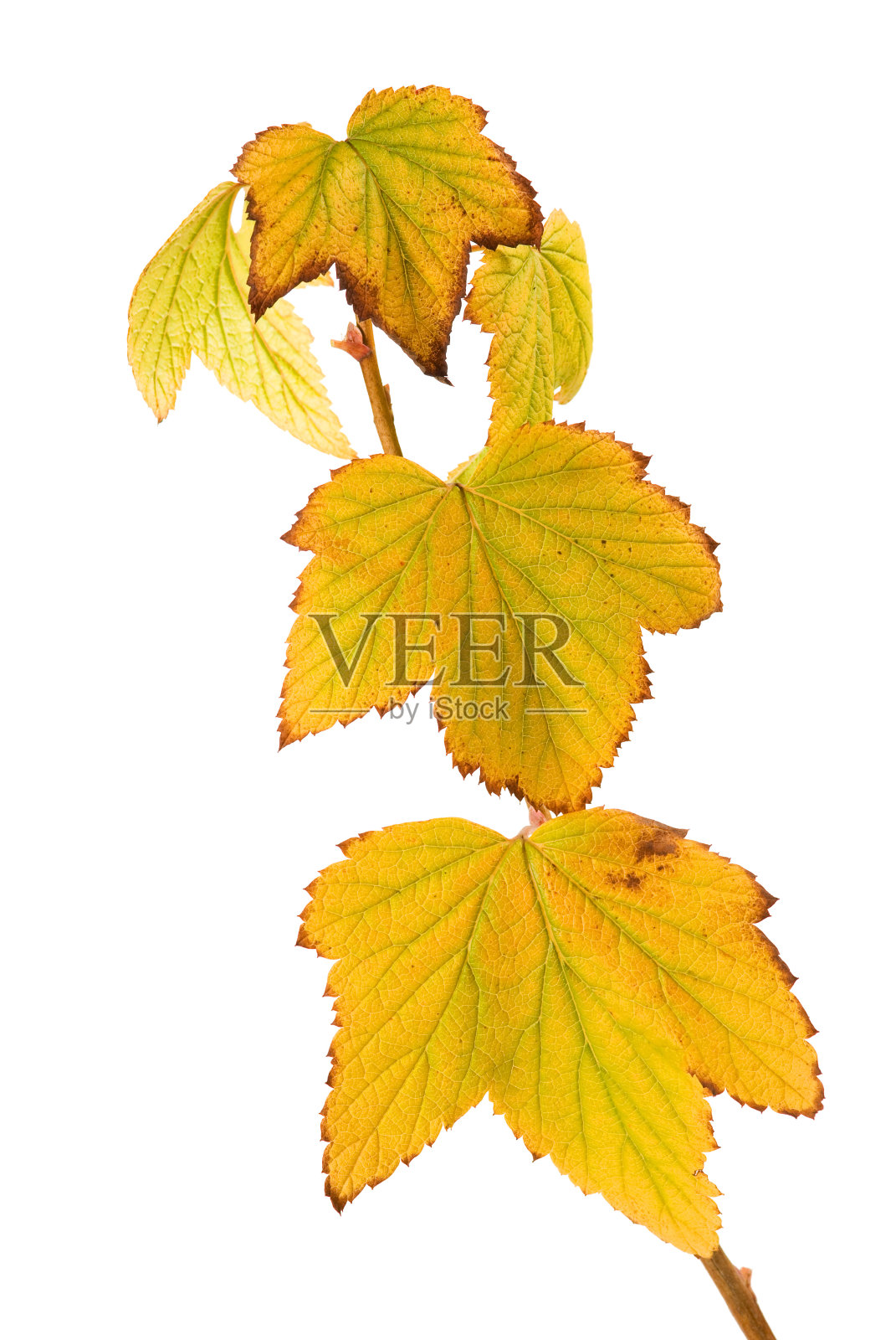 秋天的落叶照片摄影图片