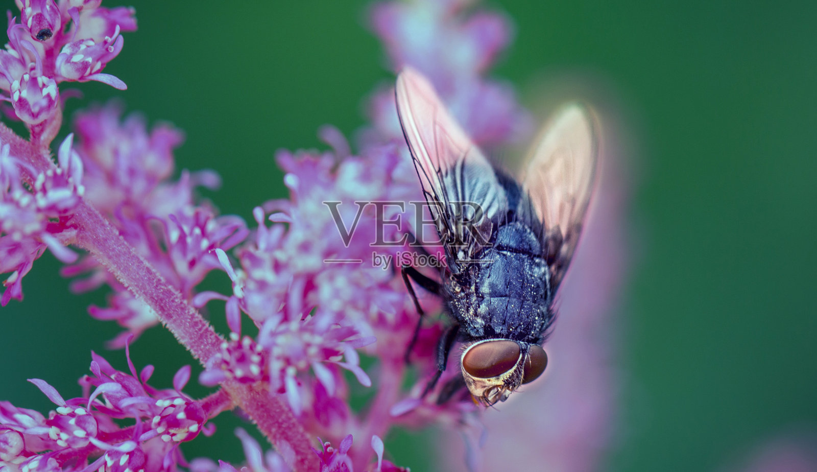 在自然背景下飞行，昆虫，动物群。照片摄影图片