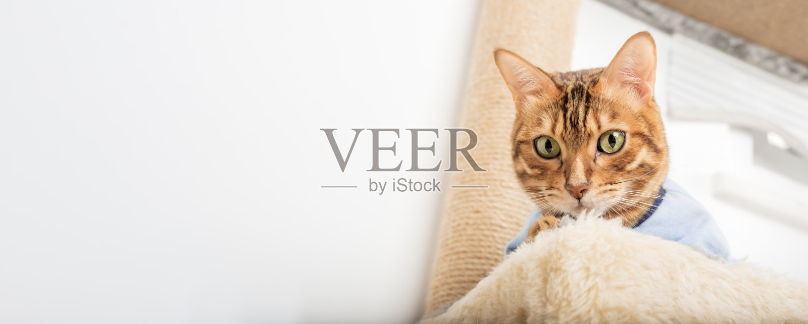 一只穿着衣服的孟加拉猫躺在抓挠桩上。照片摄影图片