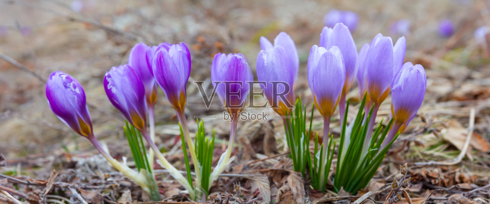 特写紫罗兰番红花在干燥的叶子，美丽的春天自然的花朵背景照片摄影图片