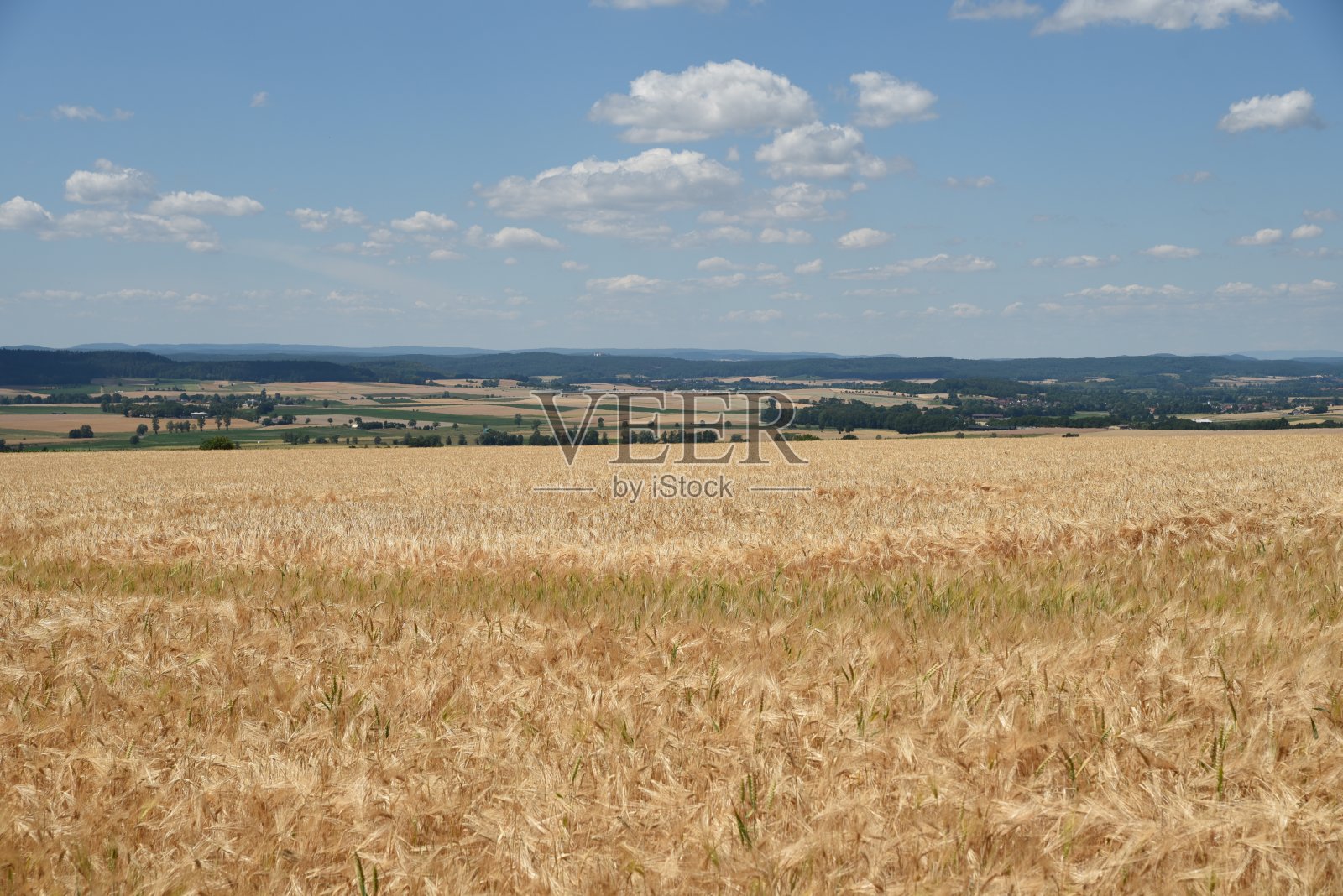 大麦字段照片摄影图片