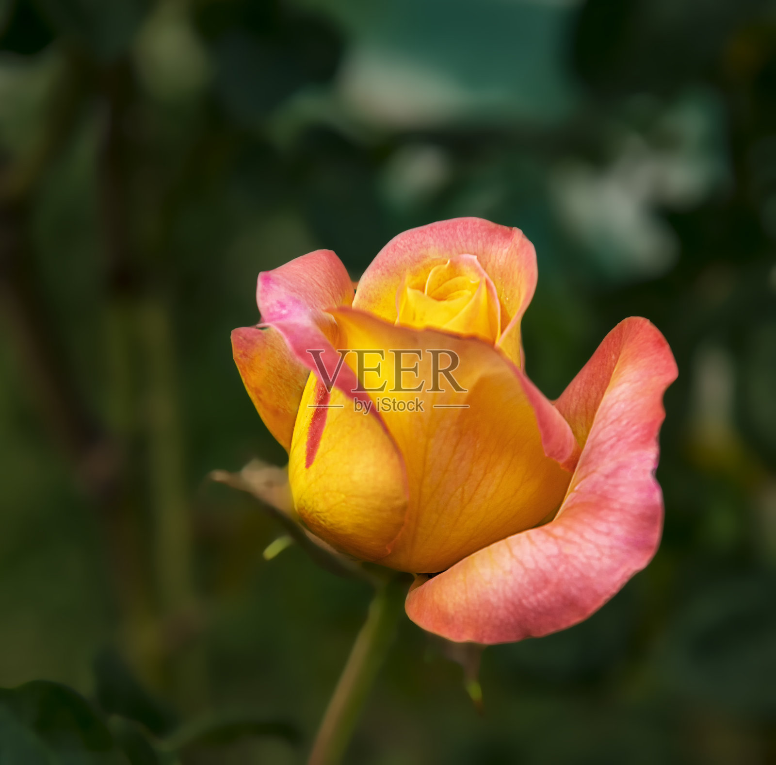 一朵美丽的双色玫瑰正在绽放花蕾照片摄影图片