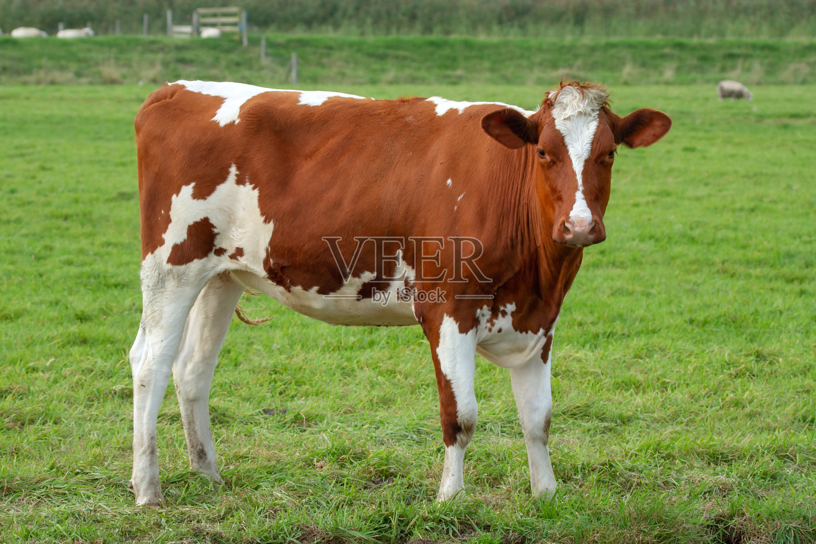 草地上的奶牛照片摄影图片