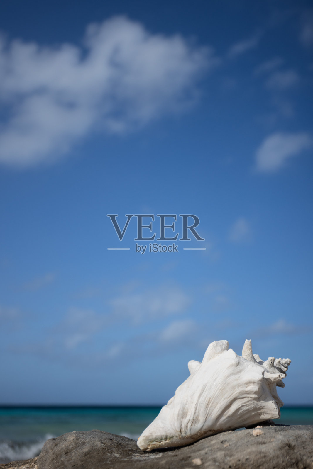 在海景背景上的珊瑚海滩上的白色大贝壳。照片摄影图片