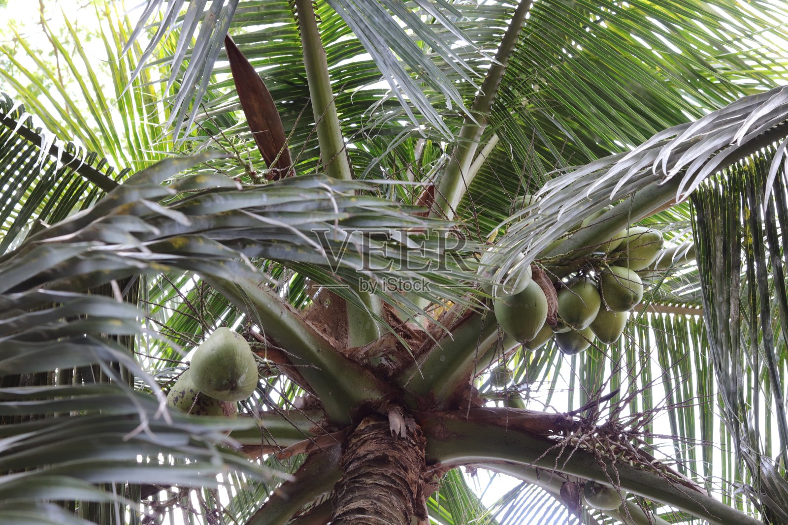 最长的椰子树上有这么多绿椰子照片摄影图片