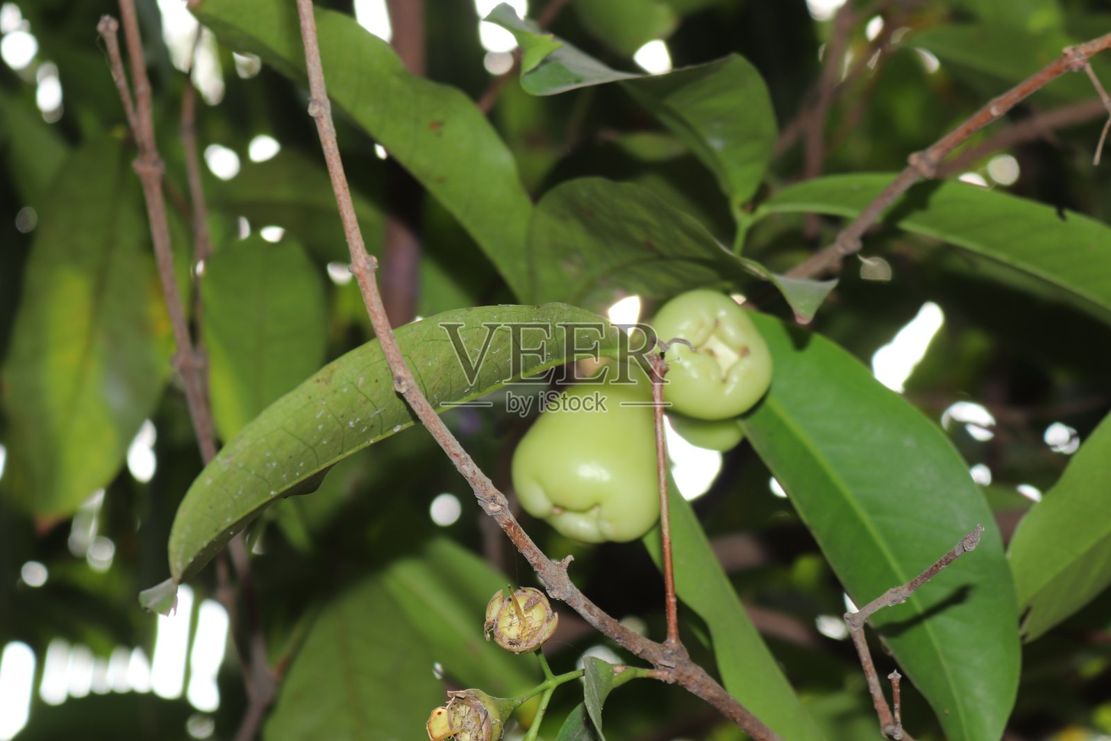 完美的爪哇苹果在一个村庄的树上照片摄影图片