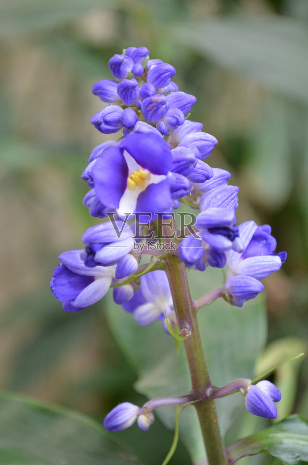 令人惊叹的紫色羽扇豆花盛开在花园里照片摄影图片