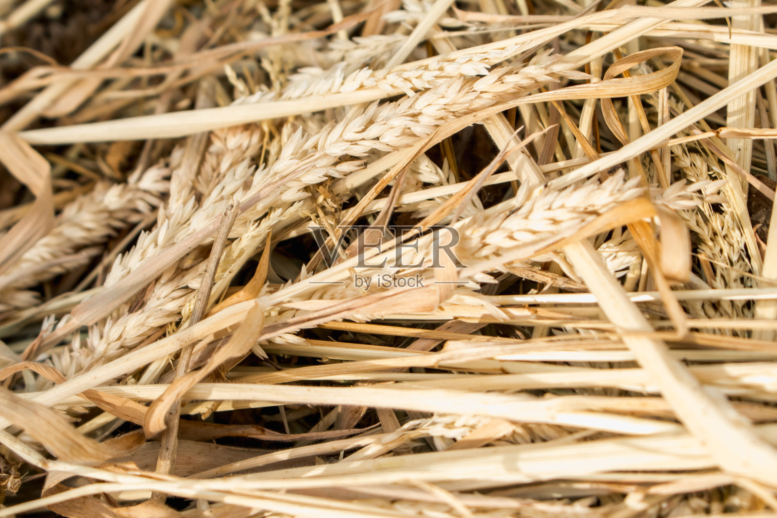 草照片摄影图片