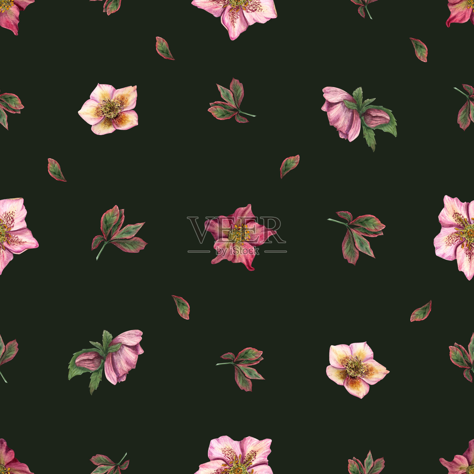 水彩无缝模式的嚏根虫隔离在黑暗的背景。贺卡设计，邀请模板，情人节，生日，婚礼，母亲节卡片插画图片素材