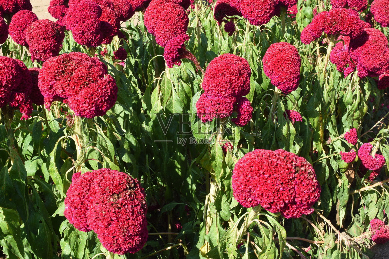 绣线菊植物，登柴区，泰国照片摄影图片