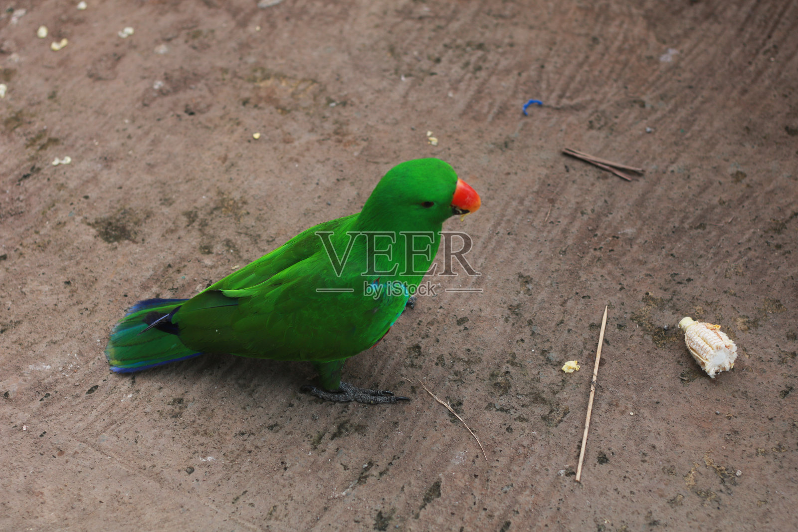 绿色鹦鹉或绿色长尾小鹦鹉。照片摄影图片