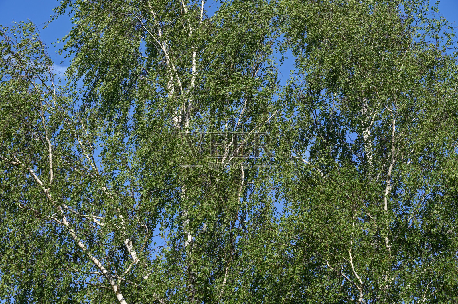 桦树照片摄影图片