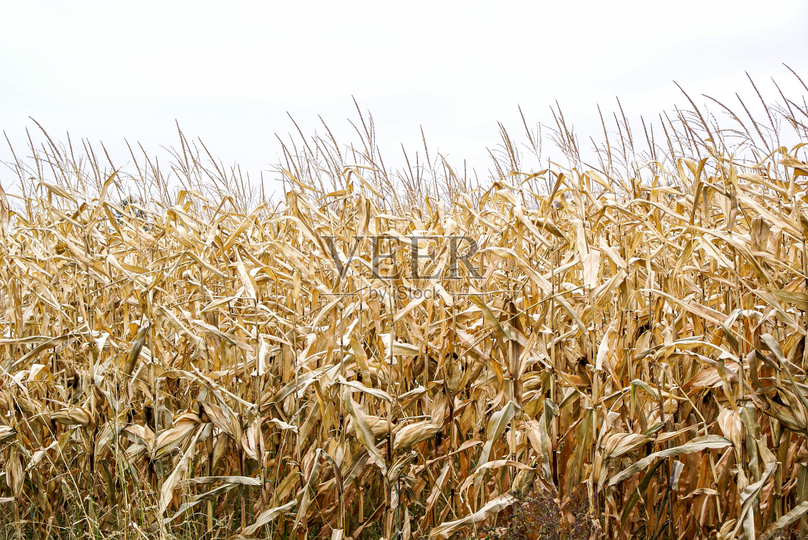 玉米地准备收割照片摄影图片