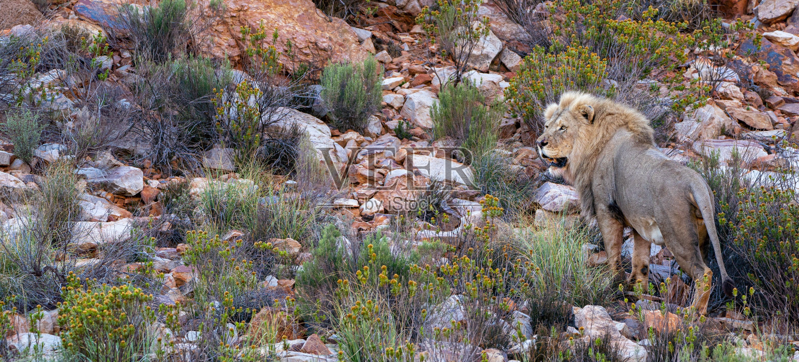 在美丽的南非，大型野生雄狮在夏天穿越岩石地形照片摄影图片