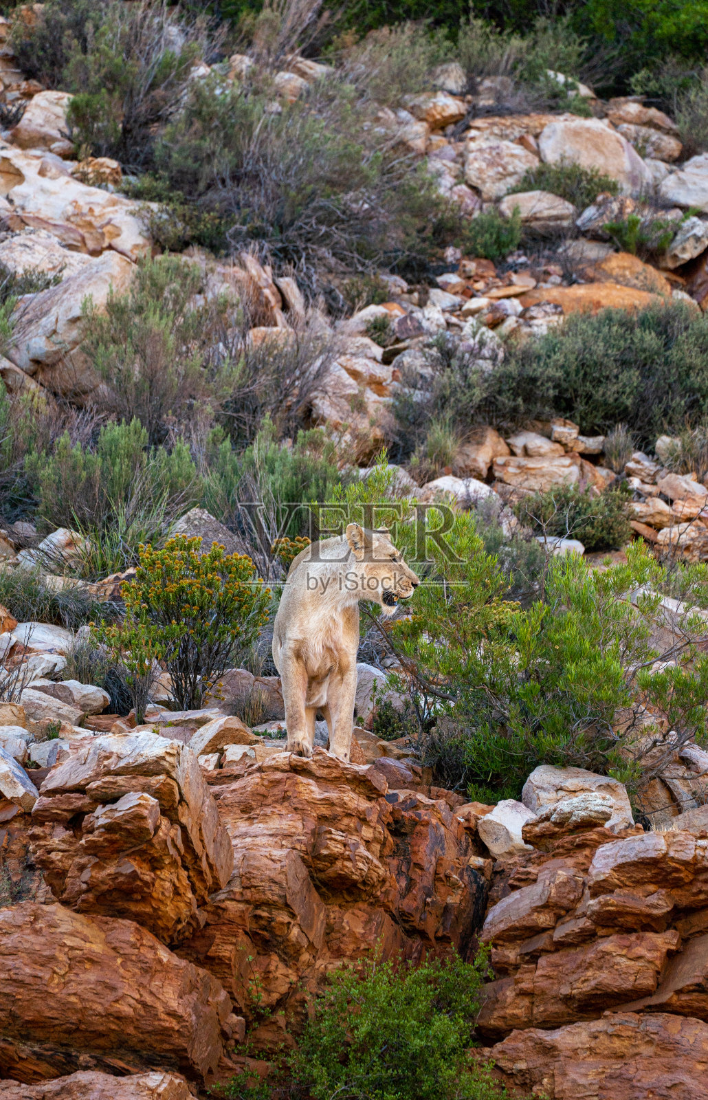 在美丽的南非，大型野生母狮在夏天穿越岩石地形照片摄影图片