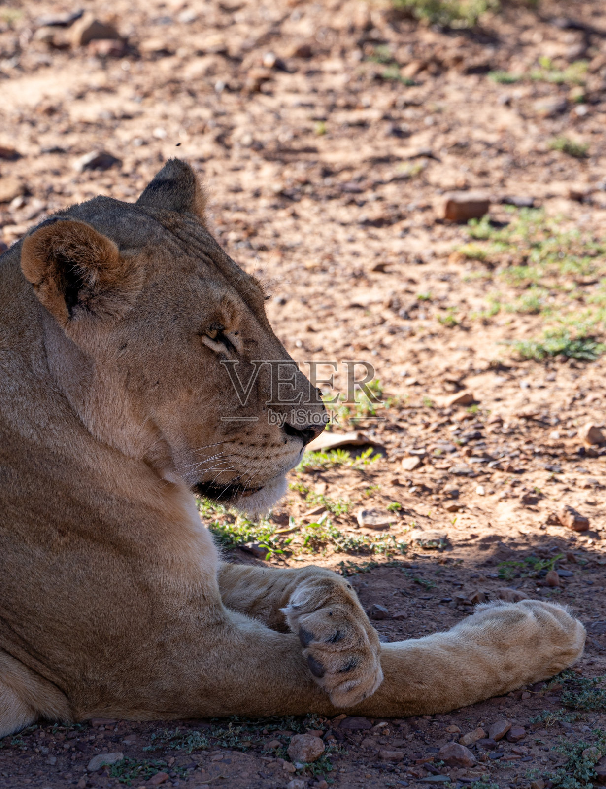 在美丽的南非，野生雌狮在夏天放松照片摄影图片
