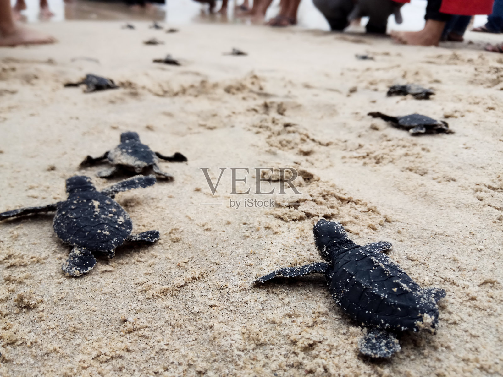 把小海龟放生到亚齐海。照片摄影图片