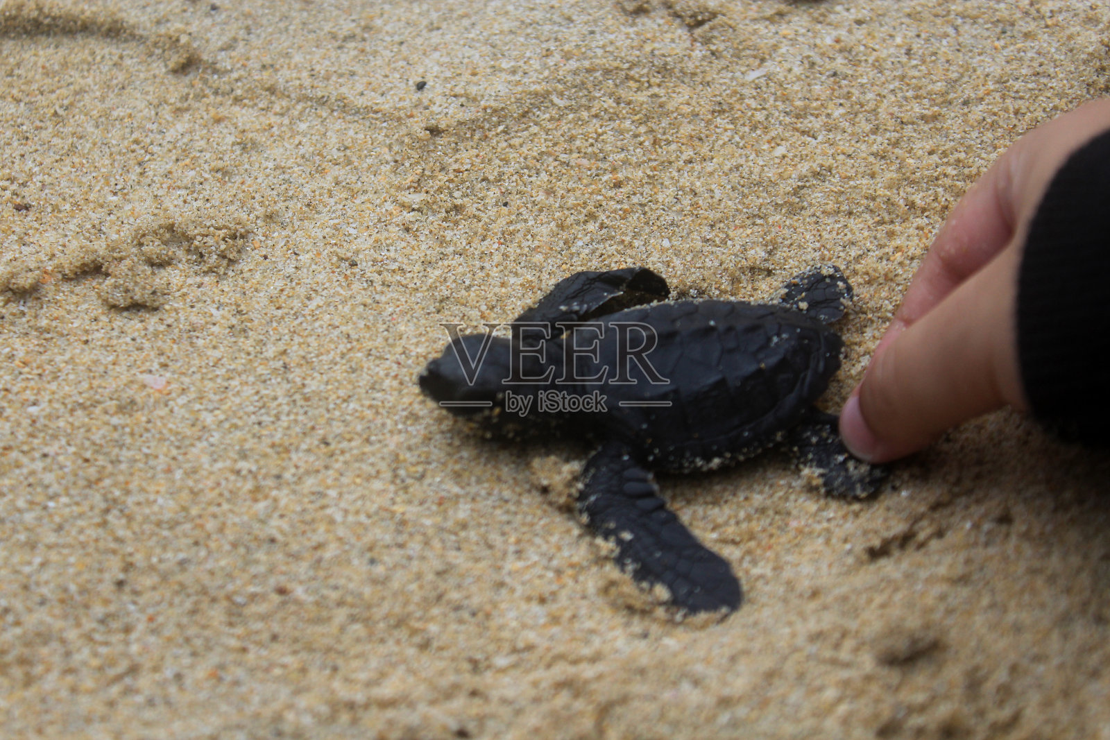 把小海龟放生到亚齐海。照片摄影图片