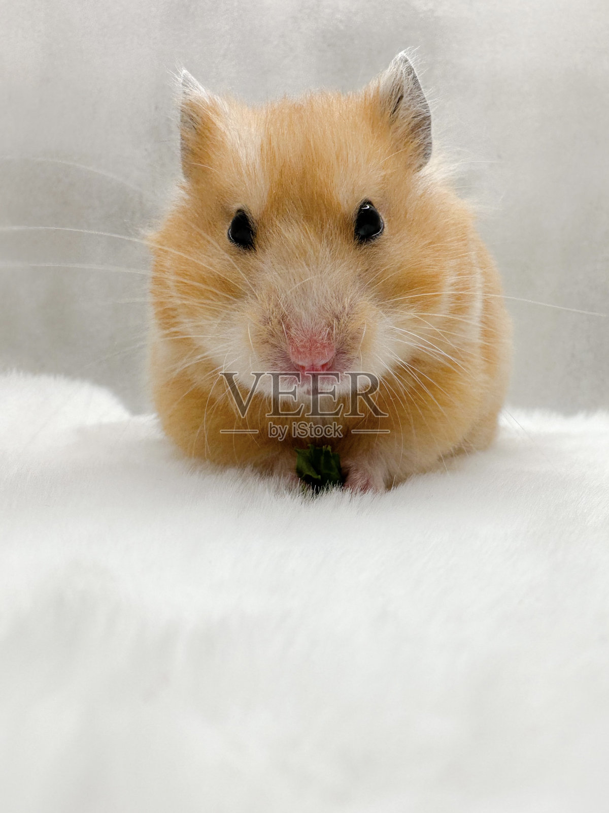 可爱的叙利亚仓鼠在白色的毛皮毯子看起来好奇照片摄影图片