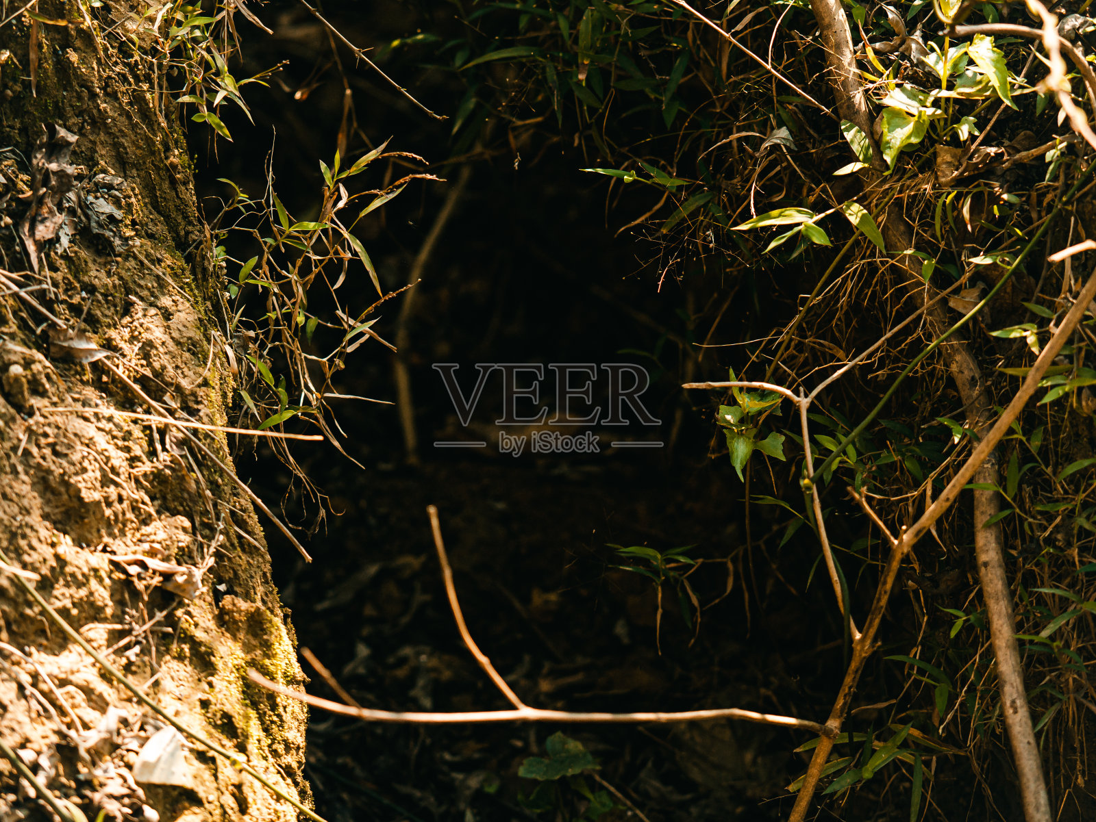 植物近景照片摄影图片