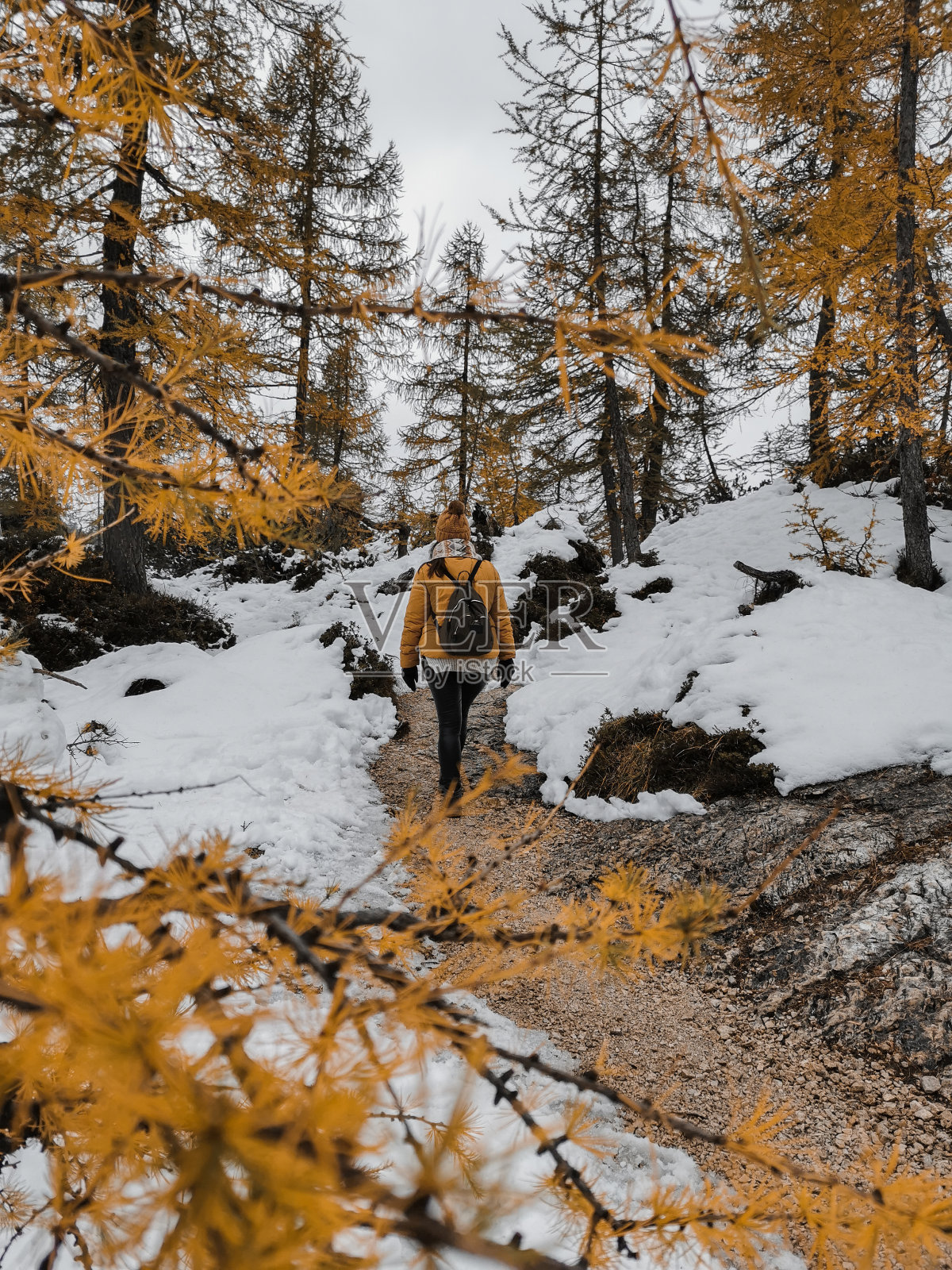 年轻女子在被黄色落叶松环绕的雪道上徒步旅行的后视图照片摄影图片