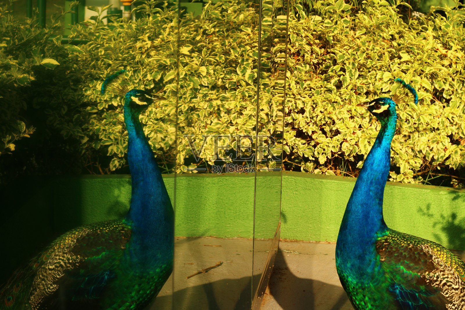 雄性孔雀看镜子结构照片摄影图片