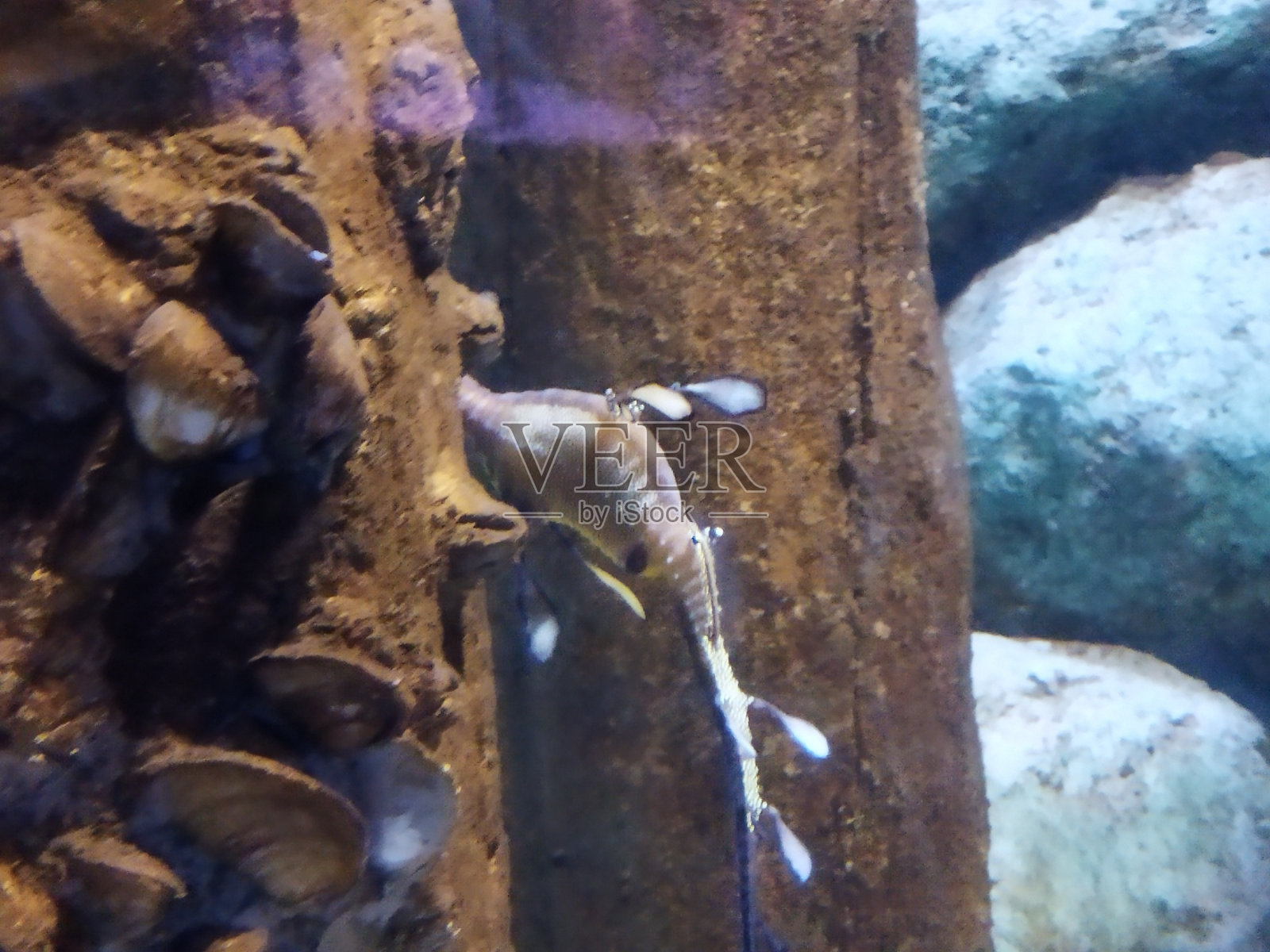 岩石上蜥蜴的特写镜头照片摄影图片