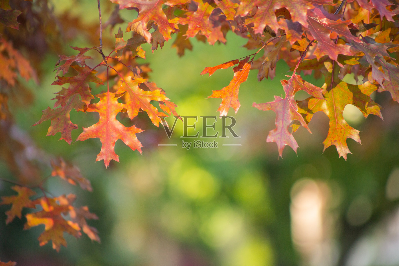 BG秋叶照片摄影图片