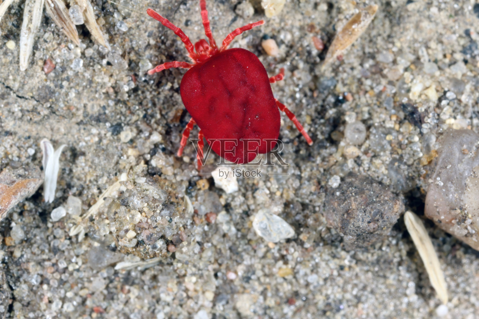 红绒螨或雨虫(恙虫科)在地上行走。照片摄影图片