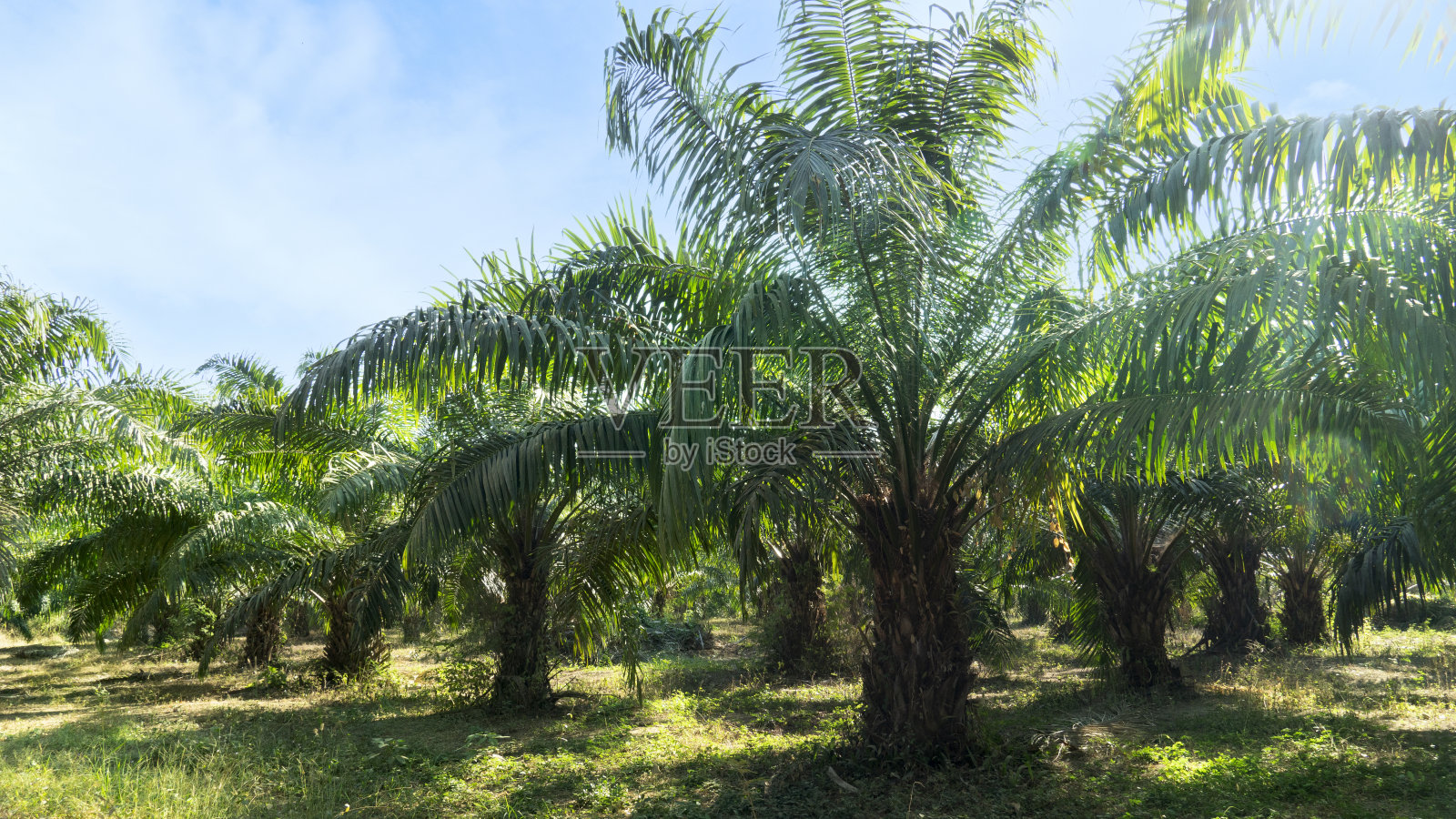 棕榈种植园，农业区。照片摄影图片