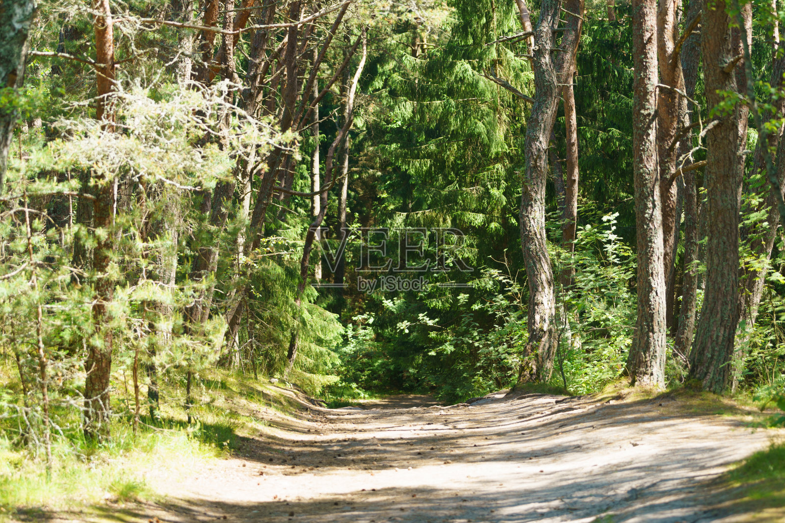加里宁格勒地区夏季的库尔尼沙口照片摄影图片