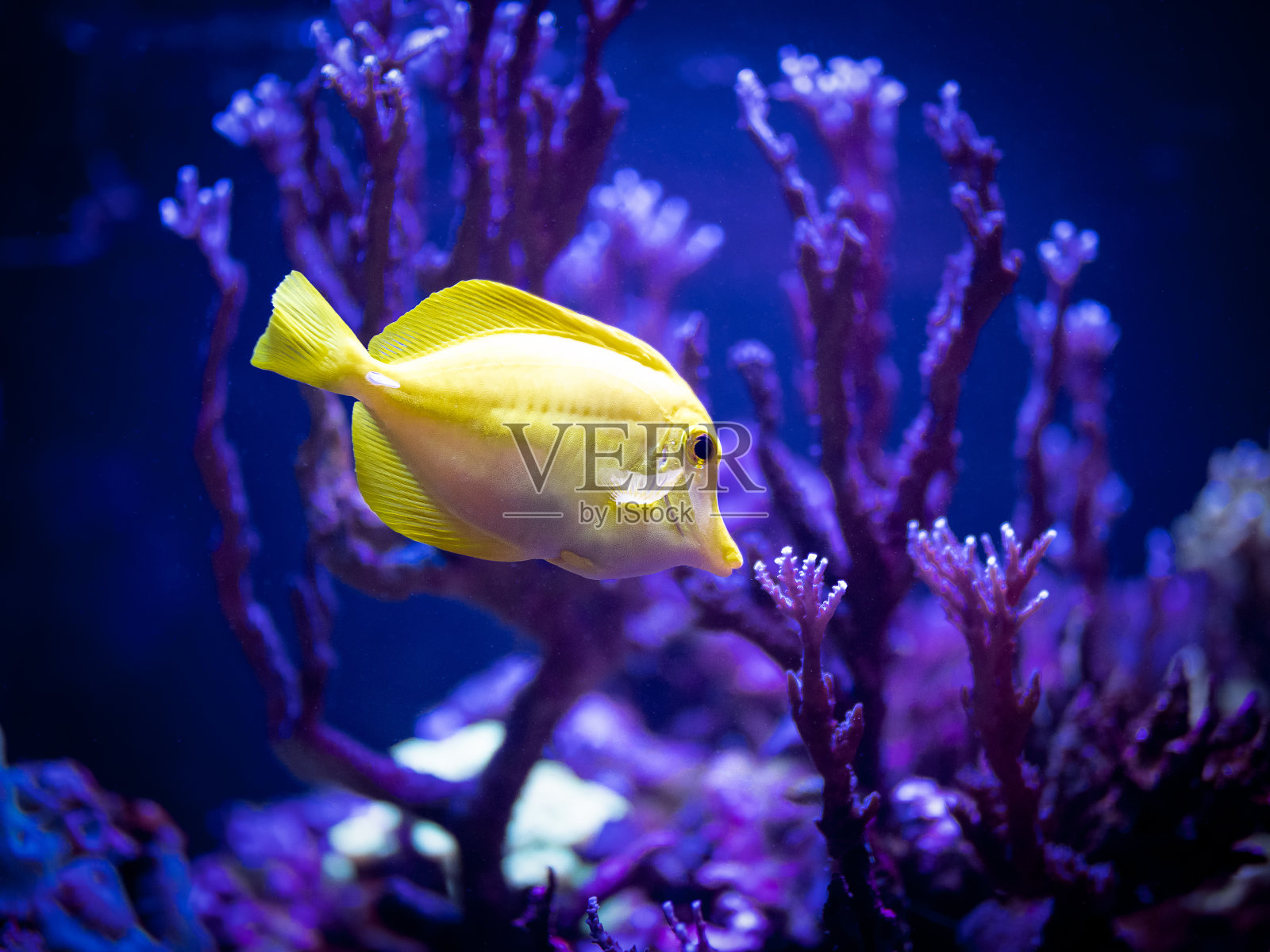 背景模糊的暗礁池中黄塘(黄斑斑马鱼)的选择性聚焦照片摄影图片