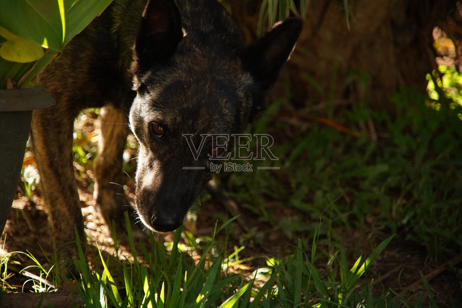 狗独自在草地上照片摄影图片