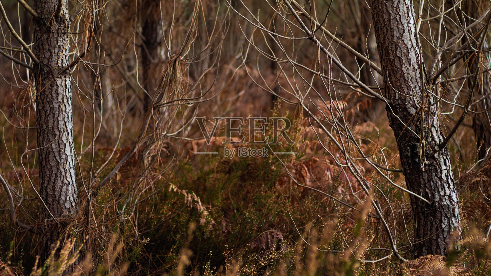 Fougères et bruyères sauvages照片摄影图片