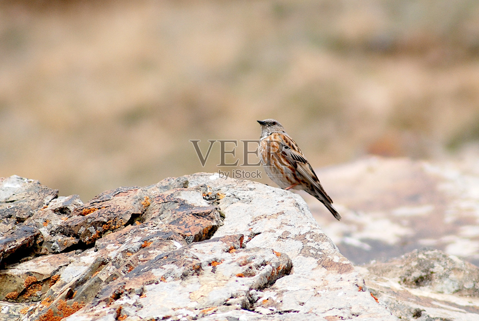 中国新疆阿尔泰山脉岩石上的喜马拉雅夏枯草照片摄影图片