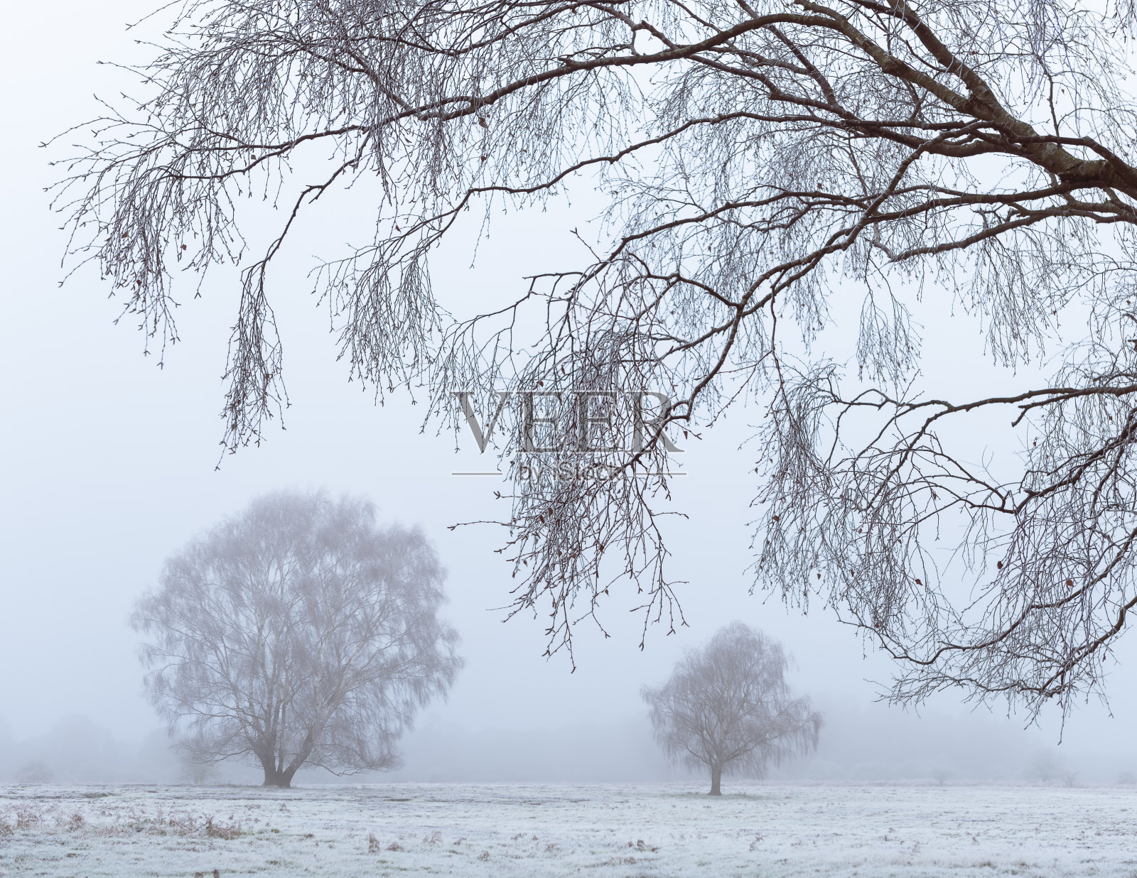雾蒙蒙的早晨，白桦树照片摄影图片