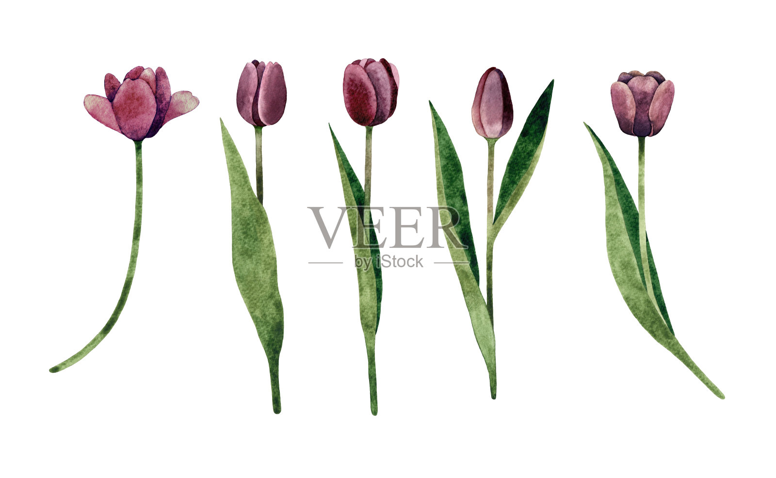 水彩手绘套深紫色郁金香。郁金香花，有茎和叶。春季植物插图。孤立在白色背景上。插画图片素材