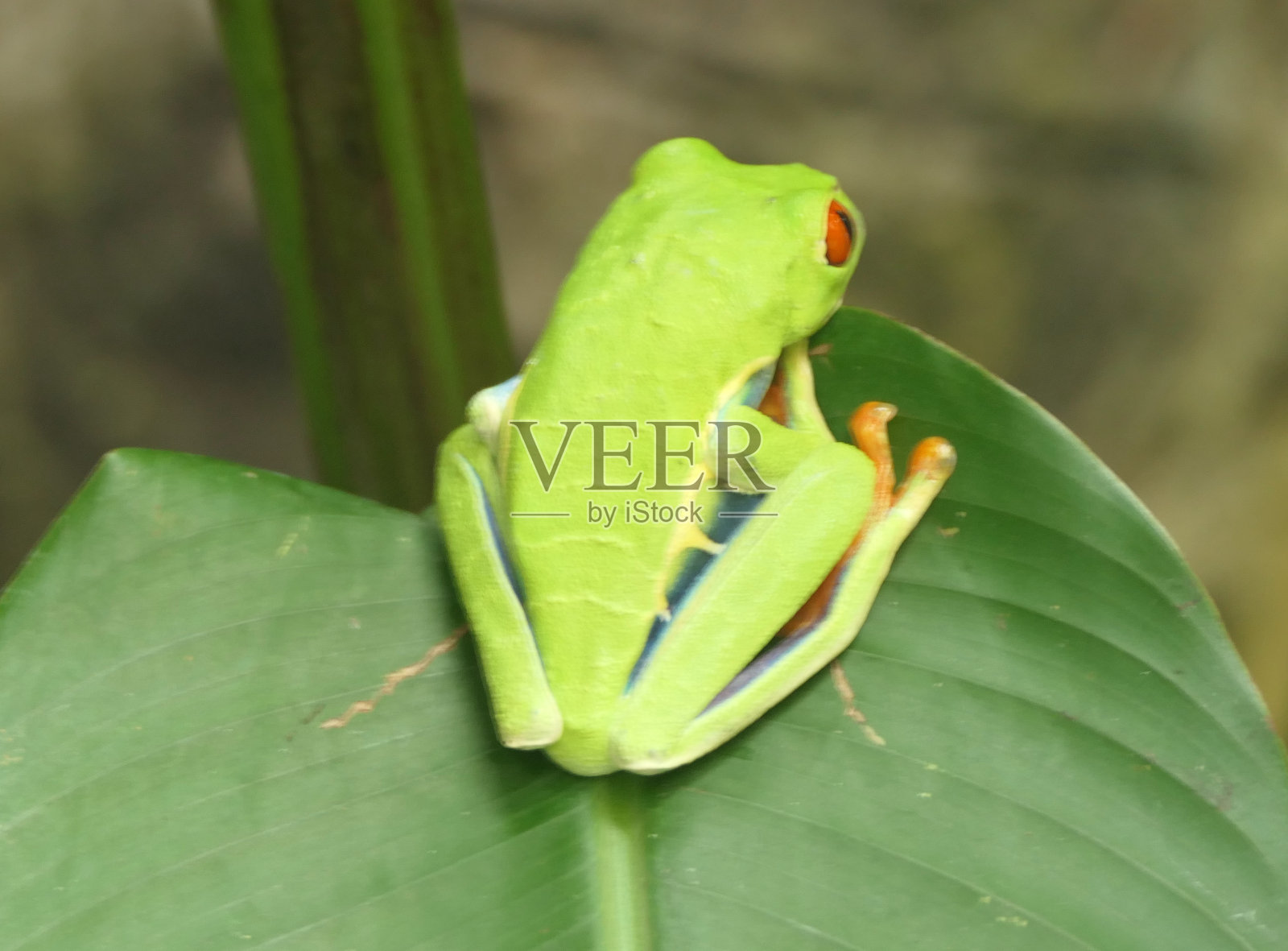 红眼树蛙照片摄影图片