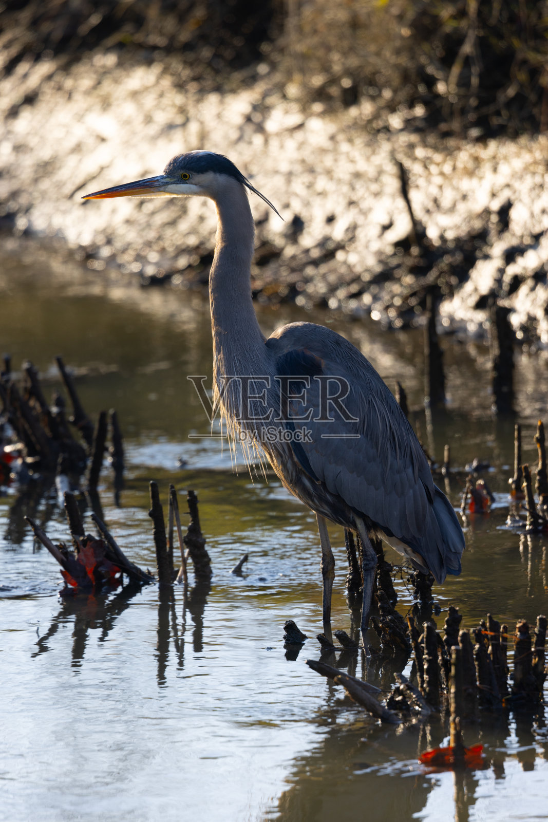 在美丽的光线下，在北加州的野外看到的大蓝鹭照片摄影图片