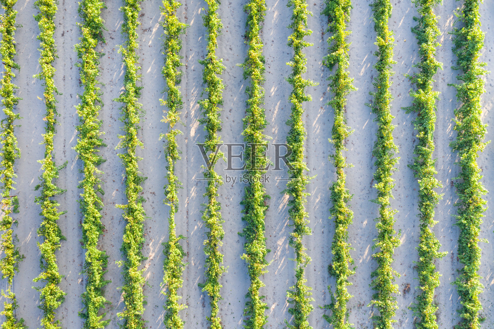 Camargue葡萄园照片摄影图片