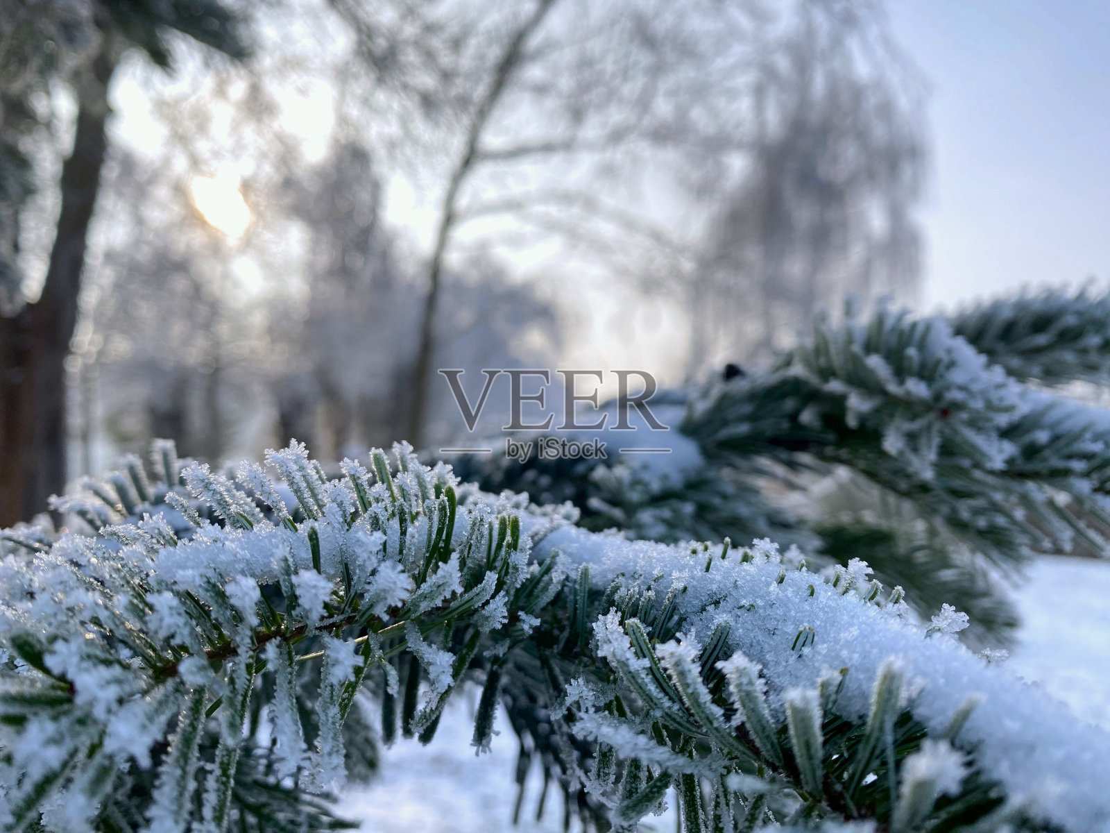 松树的树枝上满是雪照片摄影图片
