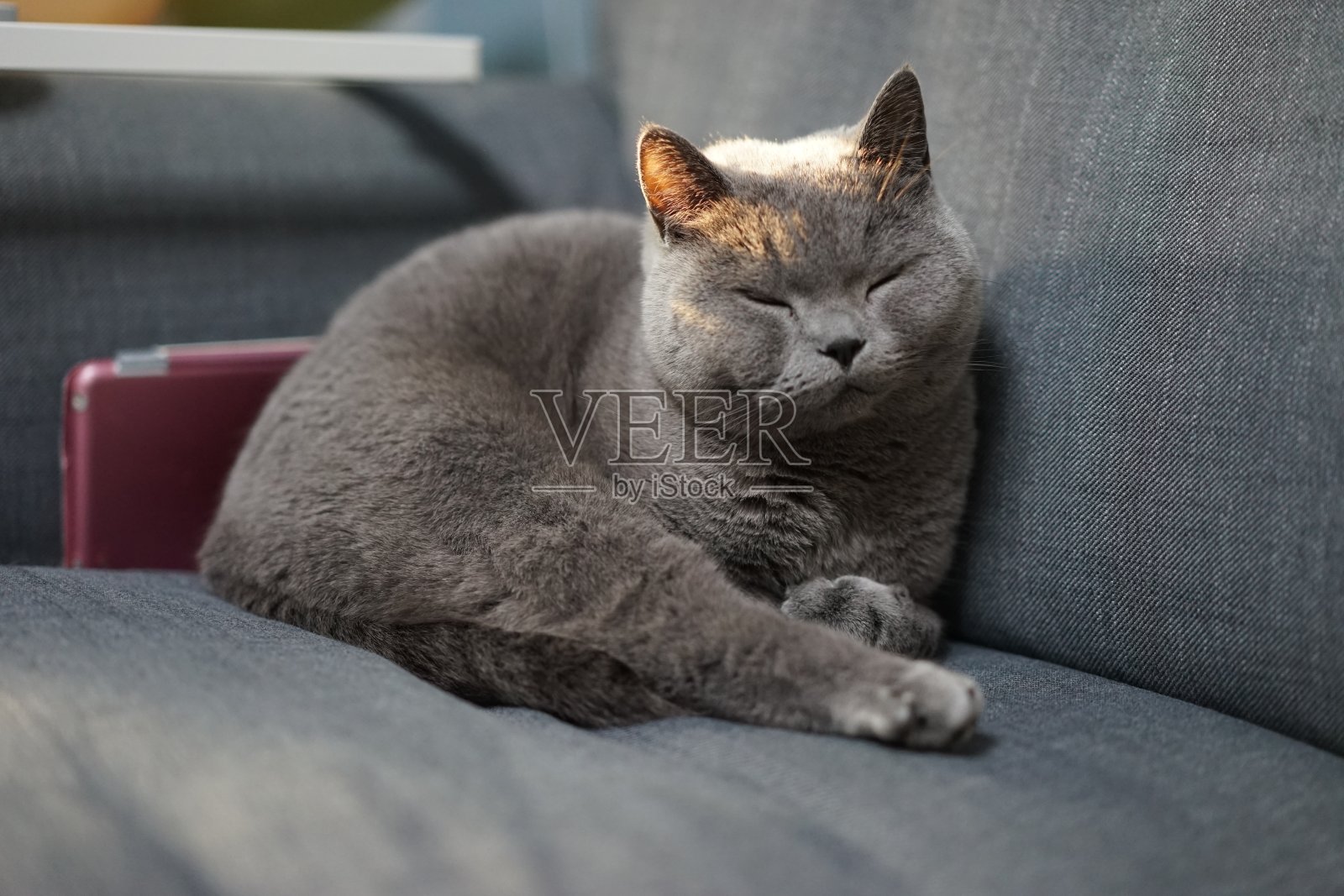 日落时分，英国短毛蓝猫坐在沙发上照片摄影图片