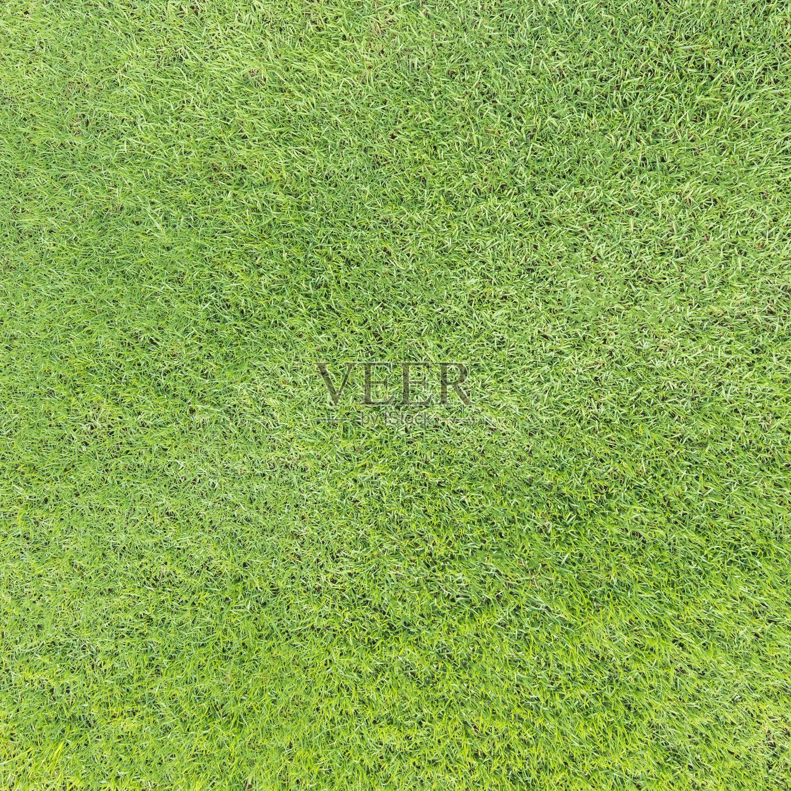 绿色的草坪纹理背景从俯视图为高尔夫球场草皮与草地模式的环境背景照片摄影图片