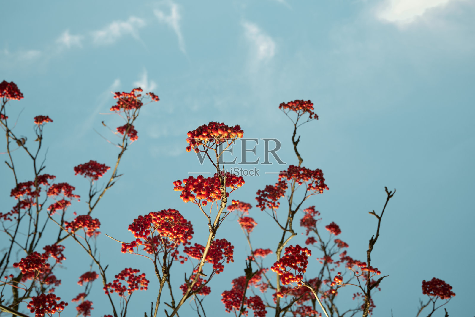 蓝天下成熟的龙葵莓树照片摄影图片